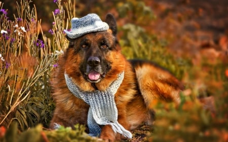 *** German Shepherd *** - animal, shepherd, dogs, german, animals