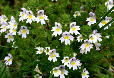 Euphrasia Roskoviana - herb, garden, euphrasia rostkoviana, flower