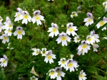 Euphrasia Roskoviana