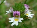 Euphrasia Rostkoviana