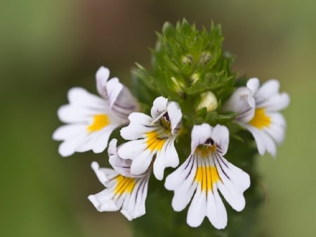 Euphrasia Rostkoviana - herb, garden, euphrasia rostkoviana, flower