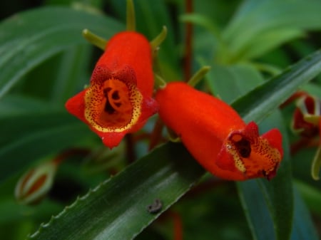 Red Flower - nature, macro, leafs, red, green, flowers, outdoors