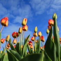 Tulips and Sky!