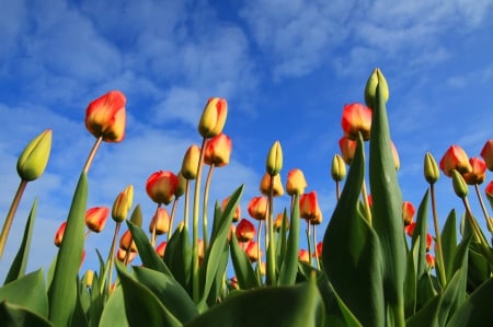 Tulips and Sky! - nature, tulips, sky, flowers