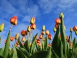 Tulips and Sky!