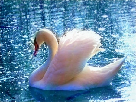 Swan - beauty, swan, lake, blue