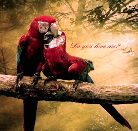 Do you........ - parrots, birds, love, couple