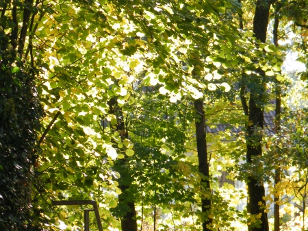 Sun in Trees - wood, tree, autumn, sun