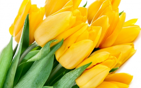 *** Yellow tulips *** - flower, tulips, flowers, yellow, nature