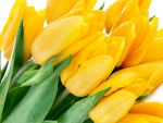 *** Yellow tulips ***