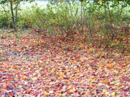 Leaves on a road - leaves, autumn, forest, road