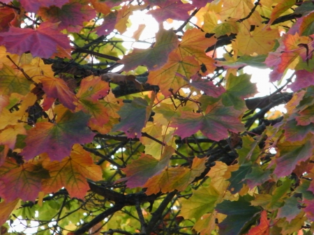 Leaves with sun - coloured, sun, leaves, autumn