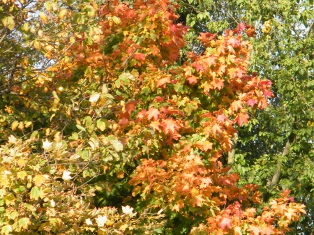 Coloured Tree - coloured, autumn, forest, tree, leaves