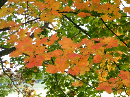 Coloured Leaves 2 - leaves, coloured, tree, autumn