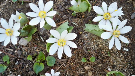 Spring is Coming - blood root, white, first, spring, flower