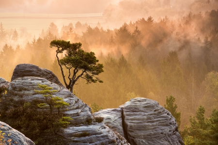 *** Lonely tree in Autumn *** - forest, mountains, lonely, tree, nature