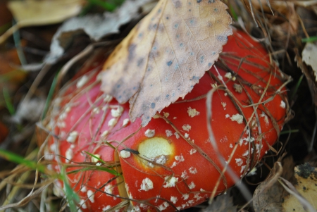 Red mushroom - forest, red, mushroom, autumn