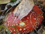 Red mushroom