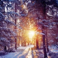 sun peeking through marvelous forest in winter