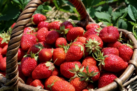 *** Strawberries *** - basket, food, nature, strawberries