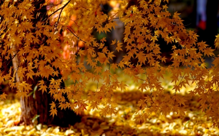 *** Autumn *** - leaves, yellow, falls, heaven, tree, trees, nature, park, paradise, autumn