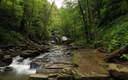 Quiet Forest - trees, water, trunk, limbs, nature, white, forest, river, leaves, green, rock, shadow