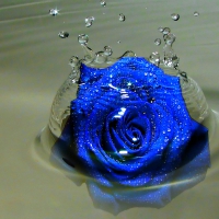 Rose Splash