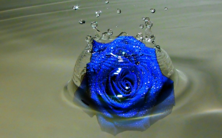 Rose Splash