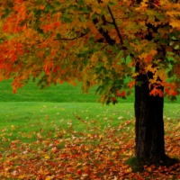 Autumn Tree