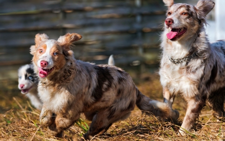 Dogs - pretty, beautiful, dog face, puppies, lovely, playful dog, sweet, playful, dogs, cute, face, puppy, animals