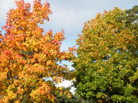 Beautiful Autumn - trees, coloured, leaves, autumn