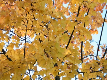 Coloured Leaves in the sun - coloured, yellow, autumn, sun, leaves