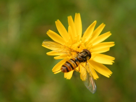 Bee_1 - makro, bee, flower, yellow