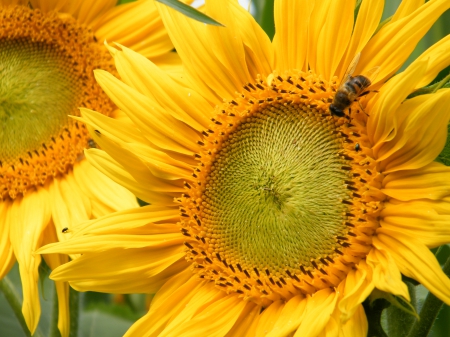 Bee_2 - bee, sunflower, yellow, makro, flower