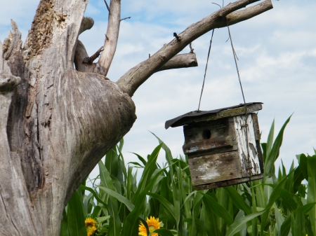 Aviary - nature, tree, field, aviary, old