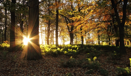 Morning Sun at Fall - autumn, forest, leaves, colors, fern