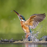 Stunning Kingfisher