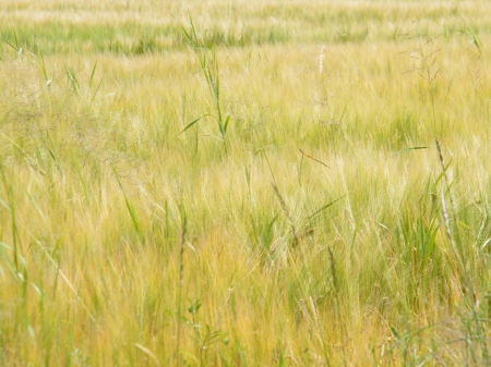 Field in the summer - summer, field, yellow, beautiful