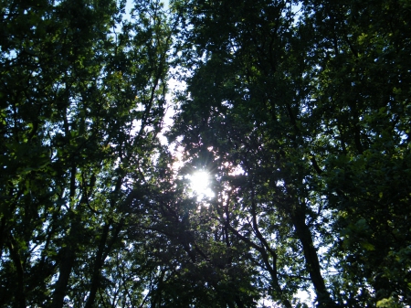 Sun between forest - green, forest, trees, sun