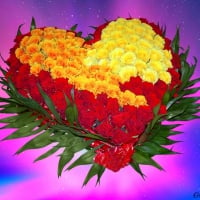 YELLOW AND RED ROSE HEART