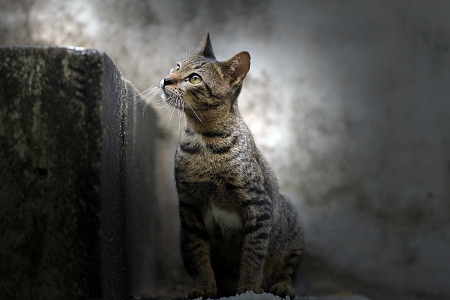 Cat - sleepy, cute, beautiful, cat, sleeping, kitty, cats, hat, cat face, paws, face, animals, pretty, beauty, sweet, kitten, lovely