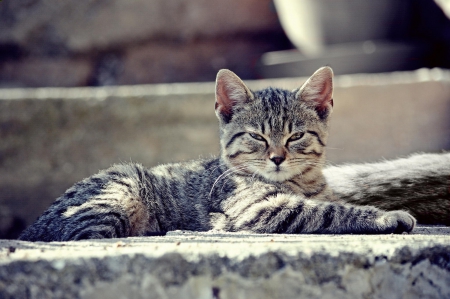 Cat - sleepy, cute, beautiful, cat, sleeping, kitty, cats, hat, cat face, paws, face, animals, pretty, beauty, sweet, kitten, lovely