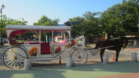 Tourism carriage - carriage, korea, Tourism, travel, Gyeongju, horse