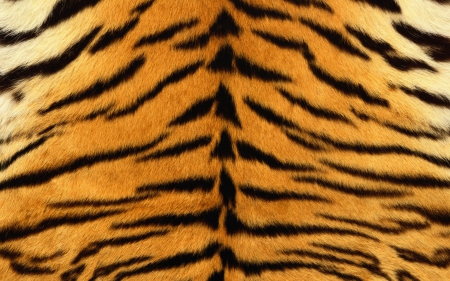 Tiger Skin - tiger art, tiger pattern, tiger design, Tiger Skin