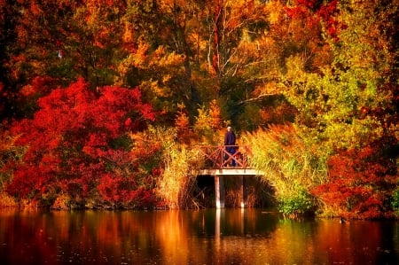 October - nice, autumn, colorful, mirrored, shine, foliage, fall, pretty, reflection, tree, golden, branches, falling, lovely, nature, glow, october, beautiful, leaves, colors