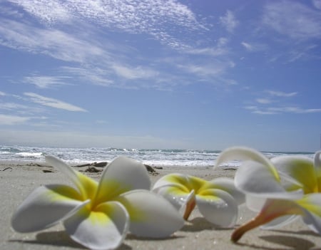 Plumeria laying on a Beach - beach, surf, paradise, lie, hawaii, polynesia, laying, sand, plumeria, ocean, lying, frangipani, islands, tropical, exotic, island, flowers, hawaiian, sea, flower