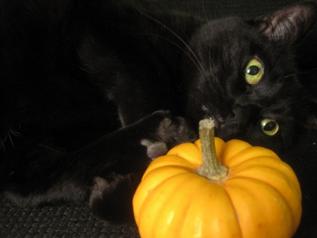 Black cat - black, animal, yellow, halloween, orange, pumpkin, cat