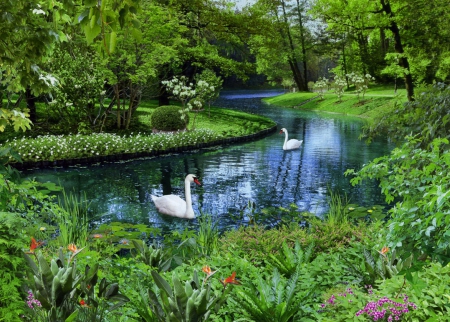 Swans in park - nice, trees, stream, greenery, creek, quiet, calmness, river, green, duet, grass, garden, lake, swans, couple, park, summer, shore, lovely, serenity, nature, beautiful, flowers