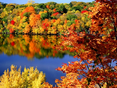 Autumn colors - calm, quiet, amazing, forest, leaves, shore, lake, nice, falling, branches, trees, water, beautiful, mirrored, colors, lovely, branchesm, fall, colorful, nature, autumn, clear, serenity, foliage