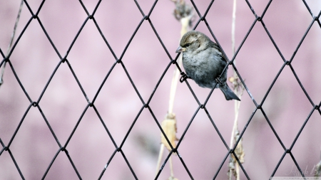 Sparrow - wildlife, wallpaper, cute, animals, bird, hd, wild, sparrow, nature